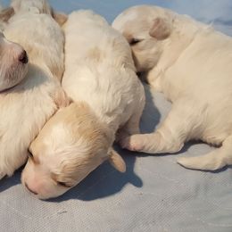Bichon Frise Puppies from Destiny Bichons