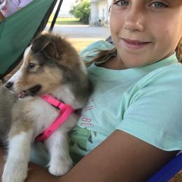 Shetland Sheepdog Puppies from Chas Petersen