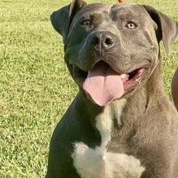 American Bullies from Squyres Southern Bullies