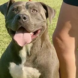 American Bullies from Squyres Southern Bullies