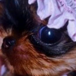 Yorkshire Terriers from Reese's Angelface Yorkies