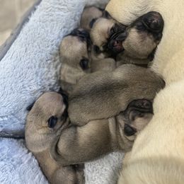 Pug Puppies from Milan Pugs