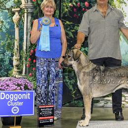 Gigi - Anatolian Shepherd Dog