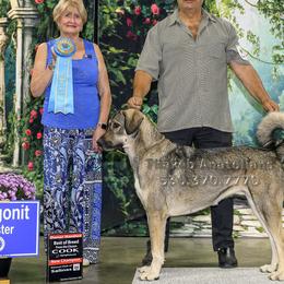 Gigi - Anatolian Shepherd Dog