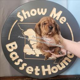 Green collar - Mahogany and white male Basset Hound puppy in Alton, Illinois from Show Me Great Danes and Basset Hounds