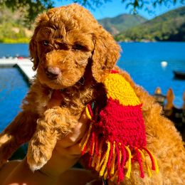 Ginny - Apricot female Aussiedoodle puppy in Upper Lake, California from Redwood Aussiedoodles