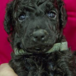 Poodle Puppies from Lido Rose C