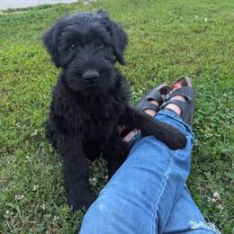 Zeus - Black male Giant Schnauzer puppy in Noel, Missouri from Riesenschnauzers von Reh Bach