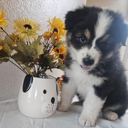 Eve - Black tri-color female Australian Shepherd puppy in Wauneta, Nebraska from 4H Aussies