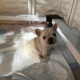 French Bulldog Puppies from The Midwest Frenchies