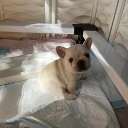 French Bulldog Puppies from The Midwest Frenchies