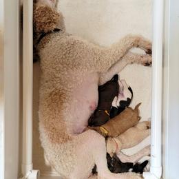 Poodle puppies from Furball Forest Poodles