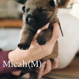 Micah - Sable male German Shepherd puppy in Berwick, Maine from Vom Rindahaus Shepherds