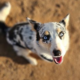 Yara - American Corgi