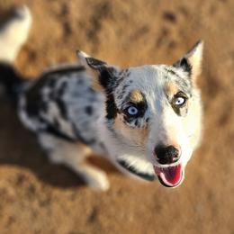 Yara - American Corgi