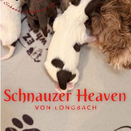 Olivia AKC - Parti female Miniature Schnauzer puppy in Pelzer, South Carolina from Schnauzer Heaven Von Longbach