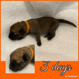 Belgian Malinois Puppies from Audacious Malinois