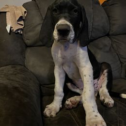 Great Dane Puppies from Blackmon Family Danes