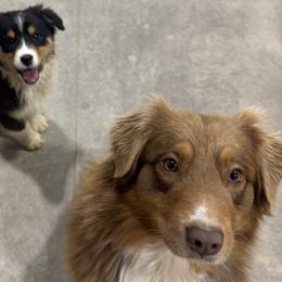 Australian Shepherds from BBR Australian Shepherds