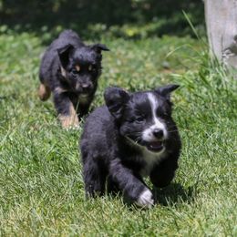 Australian Shepherd puppies from 10-BAR-Y RANCH
