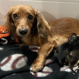 Dachshunds from Miss Ginny’s Minis