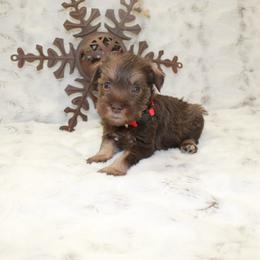 Miniature Schnauzer Puppies from Schnauzers on Robinson Lane