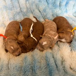Cavapoo puppies from Rose Lane Doodles