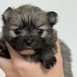 Honeybee AKC - Orange sable female Pomeranian puppy in Las Vegas, Nevada from POMS USA
