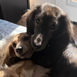 Dachshunds from Weenie Wonderland