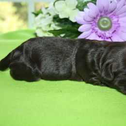 Australian Labradoodle Puppies from Windsor Creek Labradoodles