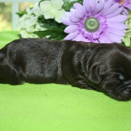 Australian Labradoodle Puppies from Windsor Creek Labradoodles