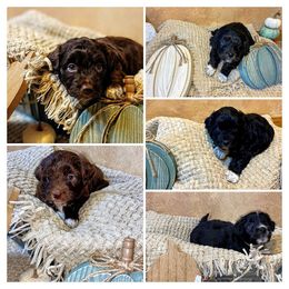 Aussiedoodle, Bernedoodle, and Poodle Puppies from Sis' Doodles & Poodles