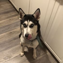 Naya  - Siberian Husky