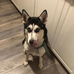 Naya  - Siberian Husky