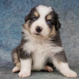 Australian Shepherd Puppies from Miracle Meadows Aussies