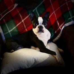 Char - Boston Terrier