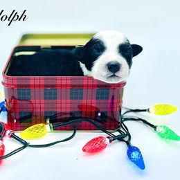 Boy 3 - Black and white male Sheepadoodle puppy in Pataskala And Thornville, Ohio from Four Front Doodles - Pataskala