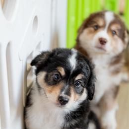 Girl 1 - Black tri female Miniature American Shepherd puppy in Groesbeck, Texas from Empire Miniature American Shepherds