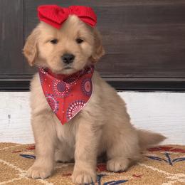 Lime Green Girl - Golden female Golden Retriever puppy in Silver Lake, Indiana from Seven Hills Goldens