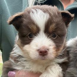 Buster - Red tri male Miniature Australian Shepherd puppy in Ambrose, Georgia from Brandilyn's Aussies