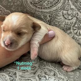Nutmeg - Parti female Yorkshire Terrier puppy in Forest, Virginia from Majestic Touch Kennels and Pet Services