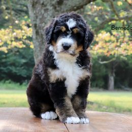 Bernedoodle Puppies from Bernedoodle Bliss
