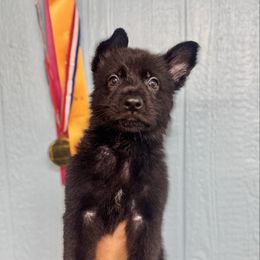 Thor - Brown boy - Black male German Shepherd puppy in Oakley, California from Von Guadachi German Shepherds & Audacity Border Collies