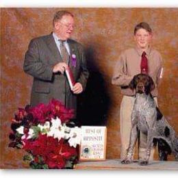 German Shorthaired Pointer All Grown Up from Majestik Kennels