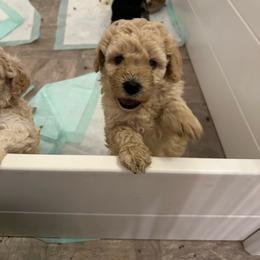 Tucker - Sable male Bernedoodle puppy in Leesport, Pennsylvania from Bechtel’s Doodles