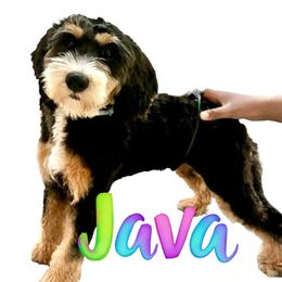 Java - Bernedoodle