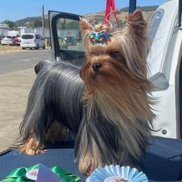 Charm - Yorkshire Terrier