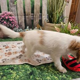 Lulu - Blenheim female Cavapoo puppy in Lebanon, Missouri from Leerose Puppies