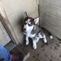 Girl 2 - Siberian Husky puppy in Lafayette, Louisiana from Home Grown Huskies