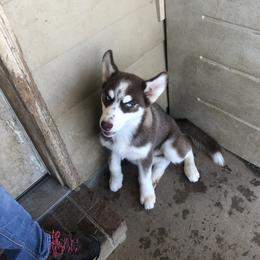 Girl 2 - Siberian Husky puppy in Lafayette, Louisiana from Home Grown Huskies